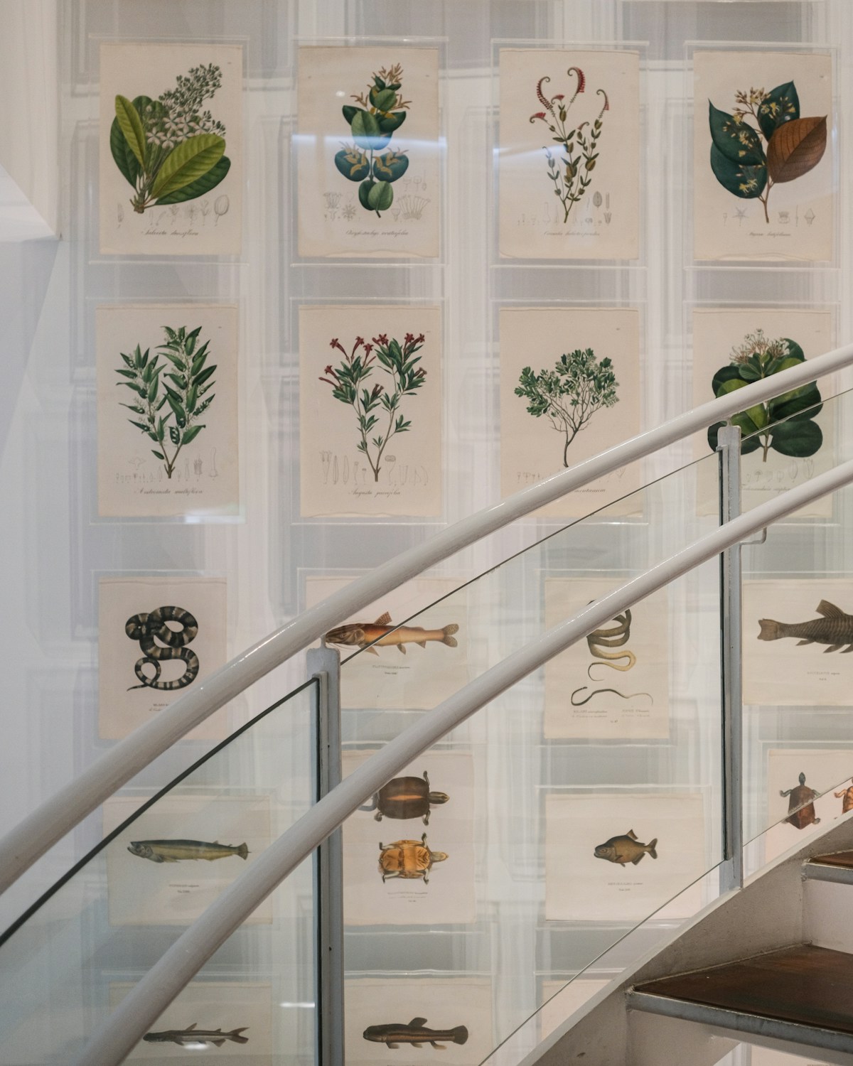Framed Botanical Prints